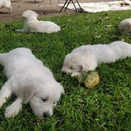 Golden Retriever Puppies from Golden Dust Retrievers
