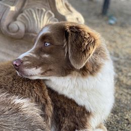 Dolly  - Australian Shepherd