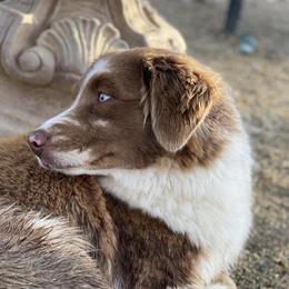 Dolly  - Australian Shepherd