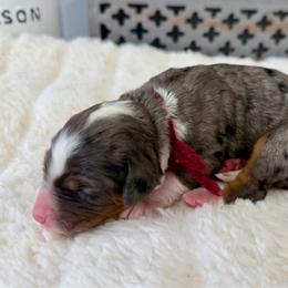 Blue Bell - Merle female Bernedoodle puppy in Hegins, Pennsylvania from Bubbling Springs Doodles, LLC