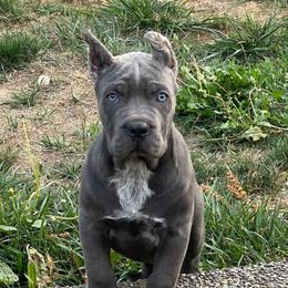 Girl 1 - Gray female Cane Corso puppy in Olympia, Washington from Grayling Dawn Cane Corso