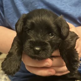 Miniature Schnauzer Puppies from Krystle's Miniature Schnauzers