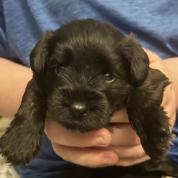 Miniature Schnauzer Puppies from Krystle's Miniature Schnauzers