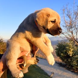 Anatolian Shepherd Dog Puppies from WanderDogs.Co