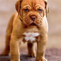 Boy 1 - Fawn Dogue de Bordeaux puppy in Folsom, California from Santacera Dogue de Bordeaux