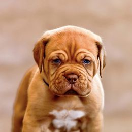 Boy 1 - Fawn Dogue de Bordeaux puppy in Folsom, California from Santacera Dogue de Bordeaux
