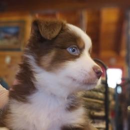 Red boy - Red tri male Miniature Australian Shepherd puppy in Hampton, Tennessee from TC Farms Stock Dogs - Miniature Australian Shepherds