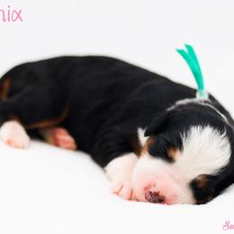Phoenix - Tri-color female Bernedoodle puppy in Diamond Bar, California from Furrytaildoodles