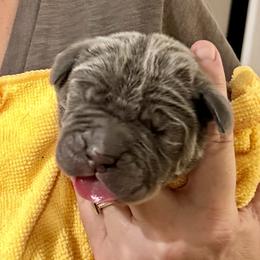 Neapolitan Mastiff Puppies from San Diego Mastiff