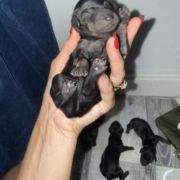 Dachshund Puppies from Champion Dachshunds