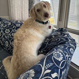 Labradoodle puppies from Mi Best Doodle Ever, LLC