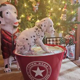 Philip - White and black male Dalmatian puppy in Katy, Texas from Lone Star Dalmatians