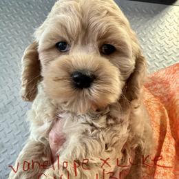 Vanellope Girl Orange - Golden female Cockapoo puppy in Haines City, Florida from Camic Cockapoos