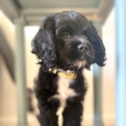 Cocker Spaniel Puppies from Huntcrest Cockers