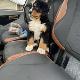 Bernese Mountain Dog Puppies from Faith’s Bernese