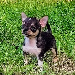 Lil Bentley - Chocolate sabled fawn male Chihuahua puppy in Weatherford, Texas from Small and Mighty Chihuahuas