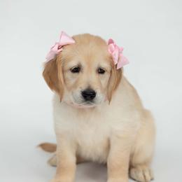 Golden Retriever Puppies from Valley County Goldens