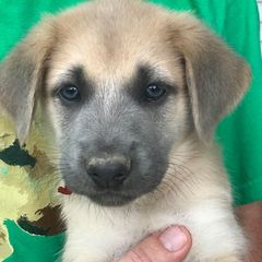 Chinook Puppies from Forever Greene Chinooks