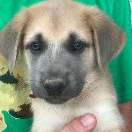 Chinook Puppies from Forever Greene Chinooks