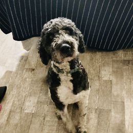 Tux - Poodle