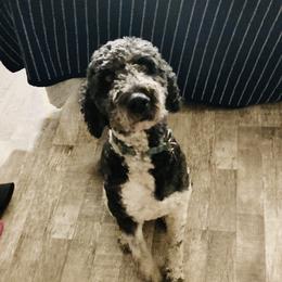 Tux - Poodle
