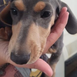 Forest - Blue and cream male Dachshund puppy in Randolph, Texas from Spindle's Little Treasures