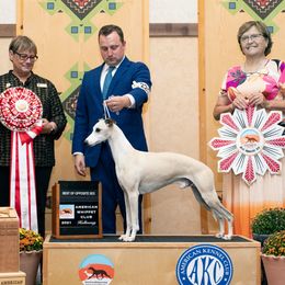 Whiskey - Whippet