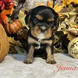 Cavalier King Charles Spaniel Puppies from Parkside Cavaliers