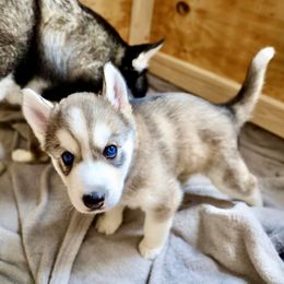 Siberian Husky Puppies from Maryland River
