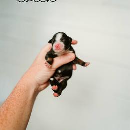 Colin - Black tri-color male Aussiedoodle puppy in Inman, South Carolina from Dark Corner Doodles