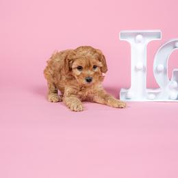 Willow - Apricot female Cavapoo puppy in Payson, Utah from Country Sky Doodles