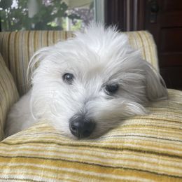 Birdie - Coton de Tulear