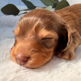 Chocolate and Tan - Chocolate and tan male Dachshund puppy in Nampa, Idaho from Long_and_Low_Dachshunds