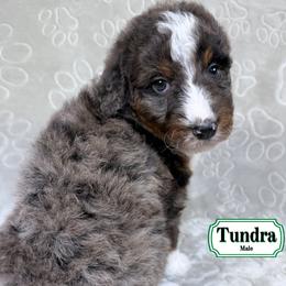 Tundra - Merle male Bernedoodle puppy in Milan, Indiana from Doodles & Spice