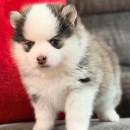 Boy 2 - Black and white male Pomsky puppy in Enid, Oklahoma from Mile Hi Pomskies