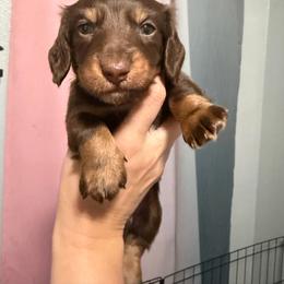 Timber AKC - Chocolate and tan male Dachshund puppy in Erie, Michigan from Champagne’s Grinch Toe’d Dachshunds