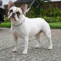Gemma - French Bulldog