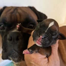 Boy 2 - Fawn male Boxer puppy in Plainwell, Michigan from Hope's Beautiful Boxers