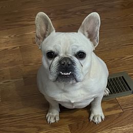 Rumor - French Bulldog