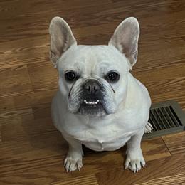 Rumor - French Bulldog