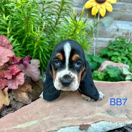 BB7 - Black brown and white male Basset Hound puppy in Britton, South Dakota from K&S Canines