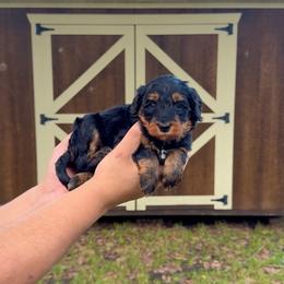 Ruby - Tri-color female Bernedoodle puppy in Greenville, Texas from Doodles of Promise
