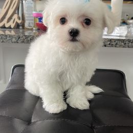 Biewer Terriers, Maltese, Maltipoos, Morkies, Poodles, and Yorkshire Terriers from The Puppy Palace