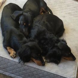 Dachshund Puppies from Proud Lake Dachshunds