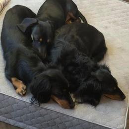 Dachshund Puppies from Proud Lake Dachshunds