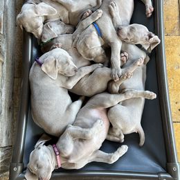 Weimaraner Puppies from Simpatico