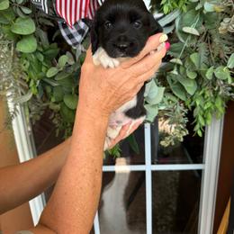 Buzz - Piebald male Dachshund puppy in Aurora, Missouri from Baker Farms