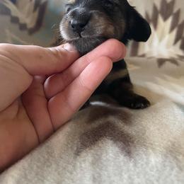 Dachshund Puppies from Rustic Dachshunds