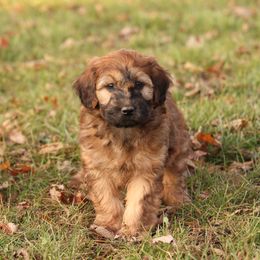Rowan - Red male Whoodle puppy in West Bend, Iowa from Blue Skies Terriers