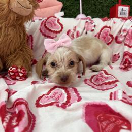 Marie - Piebald female Dachshund puppy in Lake City, Florida from My Ditzy Doxies of Florida